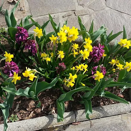 Daire Bluemel Inkl. Freier Strandbadeintritt