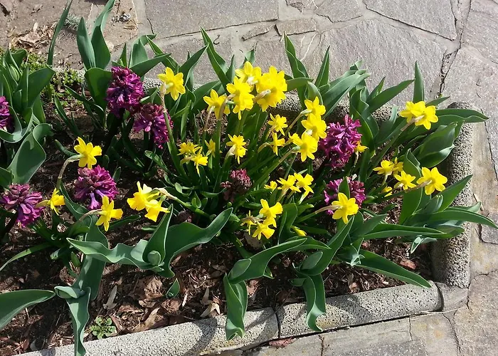 Appartamento Bluemel Inkl. Freier Strandbadeintritt